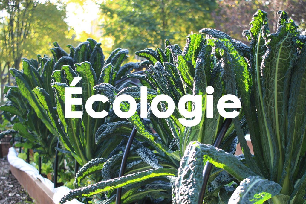 Écologie