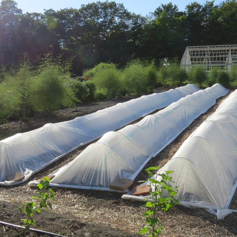 Garden beds protected by sheets