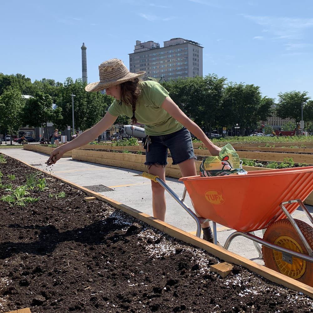 A gardener putting fertilizer in a garden
