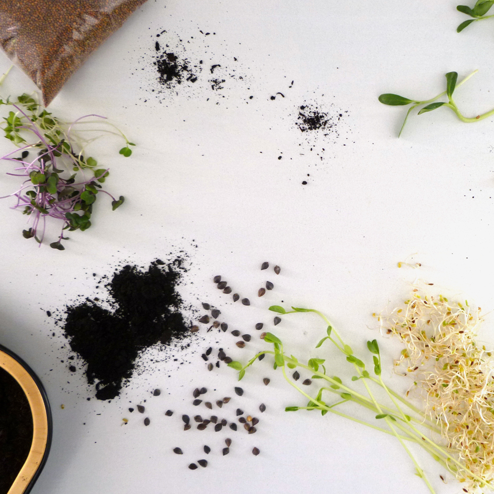 Seeds, soil and young shoots