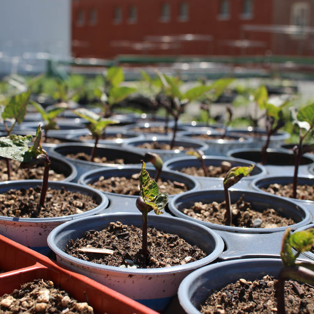 Beans seedlings